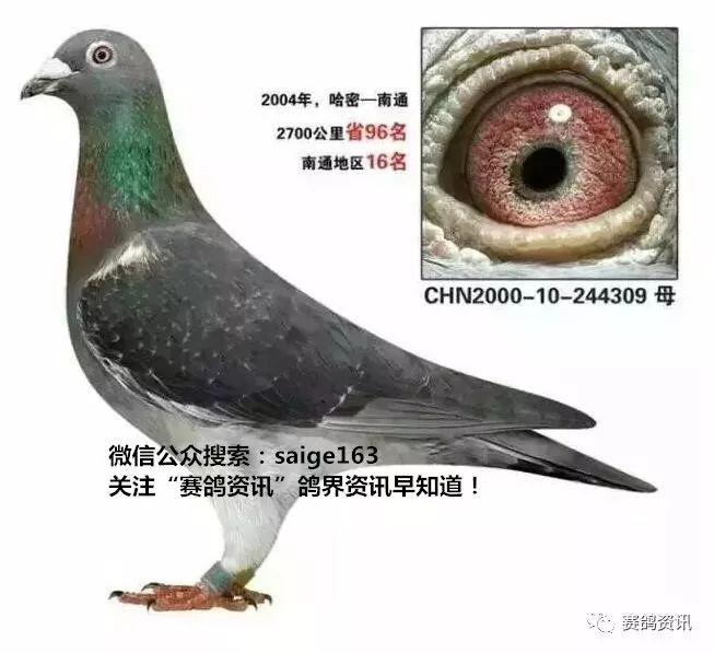揭秘獨(dú)家自制賽鴿比賽提速藥秘訣，輕松贏在起跑線！