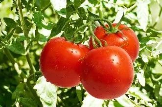 陽泉西紅柿最新價(jià)格,陽泉西紅柿最新價(jià)格，小巷深處的味覺驚喜