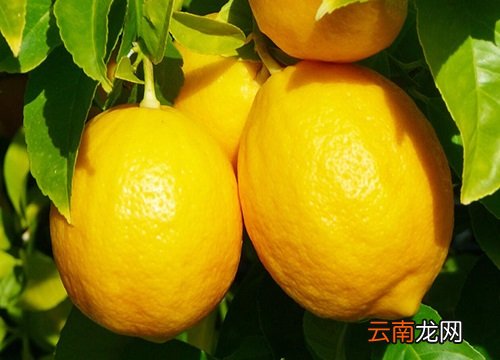 檸檬上市時(shí)間,檸檬上市時(shí)間，全面指南