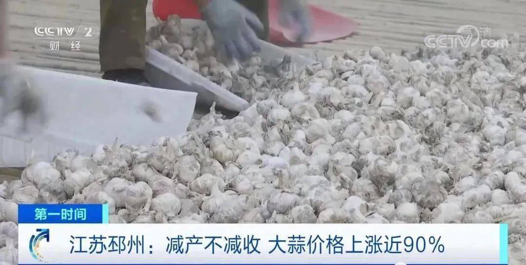 邳州大蒜今日行情更新，新鮮市場動態(tài)解析