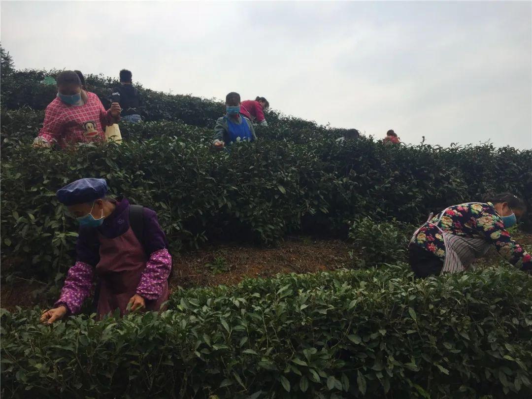 貞豐小屯鎮(zhèn)動態(tài)資訊，探索自然美景，尋覓內心平和之旅