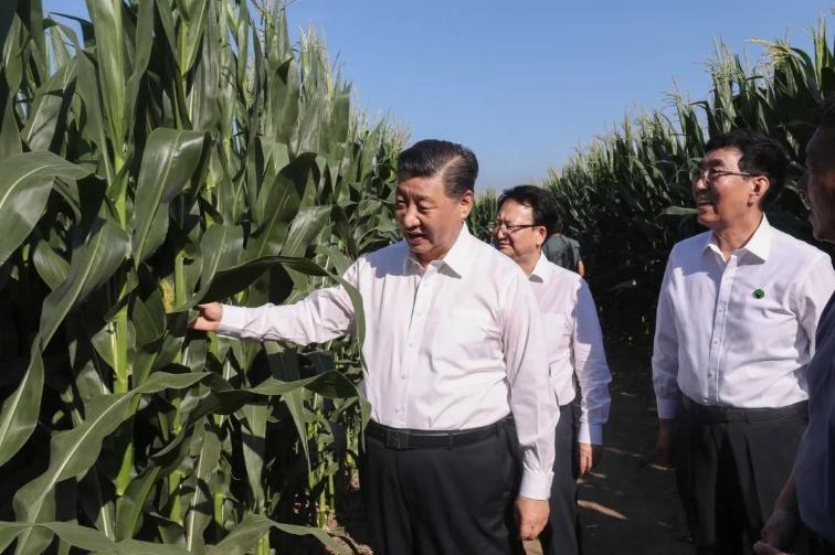 ??四平玉米最新價(jià)格行情播報(bào)??